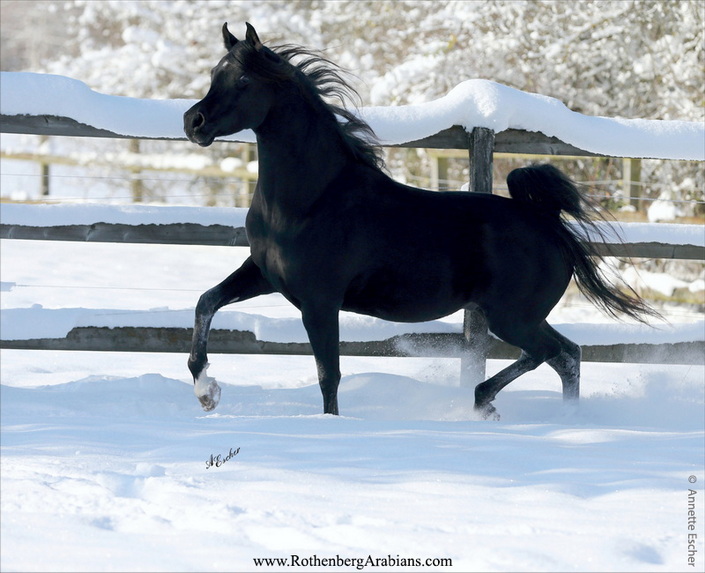 Qiz mushukka turli xil narsalarni yopishtiradi